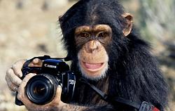 MonkeyCamera.jpg