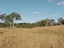 amaroo2.jpg