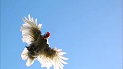 Click image for larger version

Name:	Flying Hen.jpg
Views:	4
Size:	38.0 KB
ID:	60567