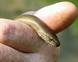 Click image for larger version

Name:	Sloworm.jpg
Views:	3
Size:	1.01 MB
ID:	59492